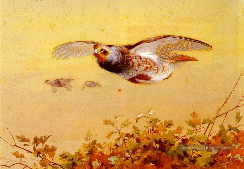 Perdrix anglaise en vol Archibald Thorburn bird Peintures à l'huile